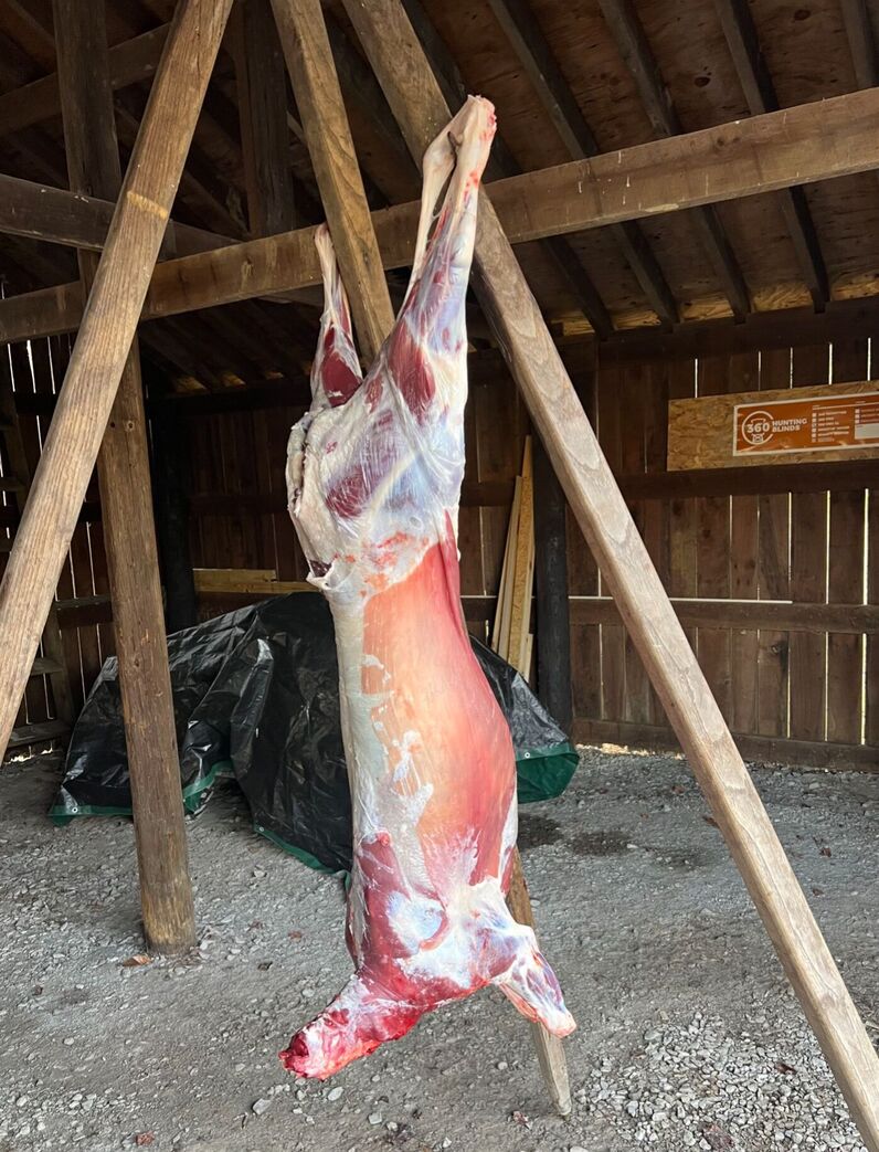 Deer Carcass Dry-Aging in a barn